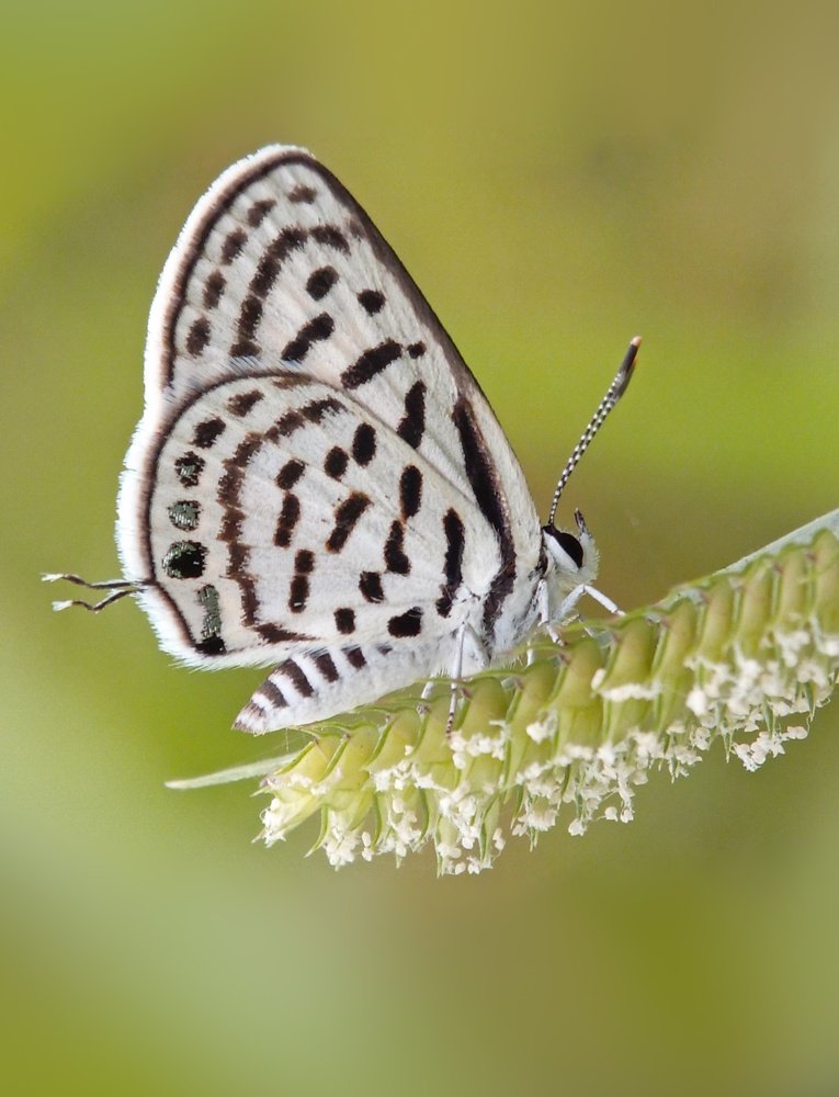 Фотография автора Rohit Maurya