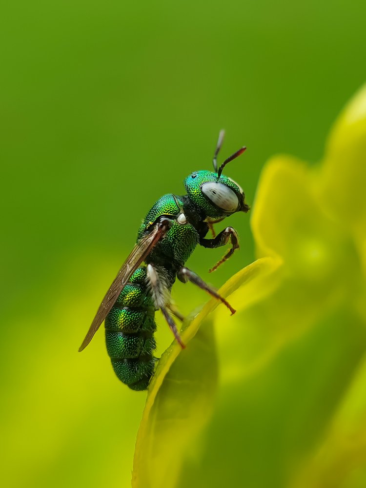 Фотография автора Vikram Trivedi