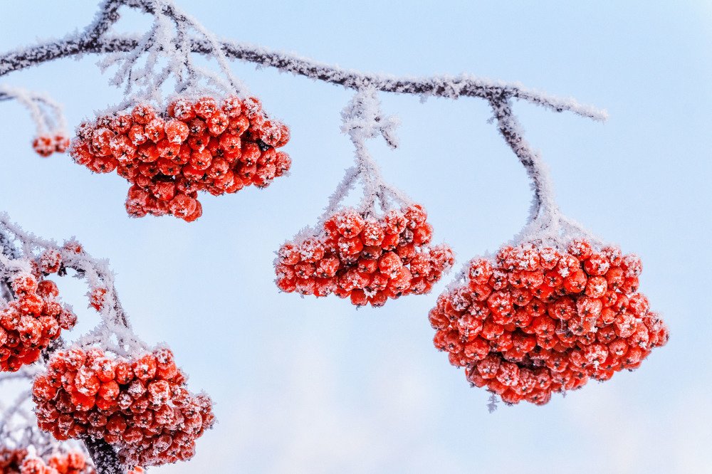 Рябина в куржаке.