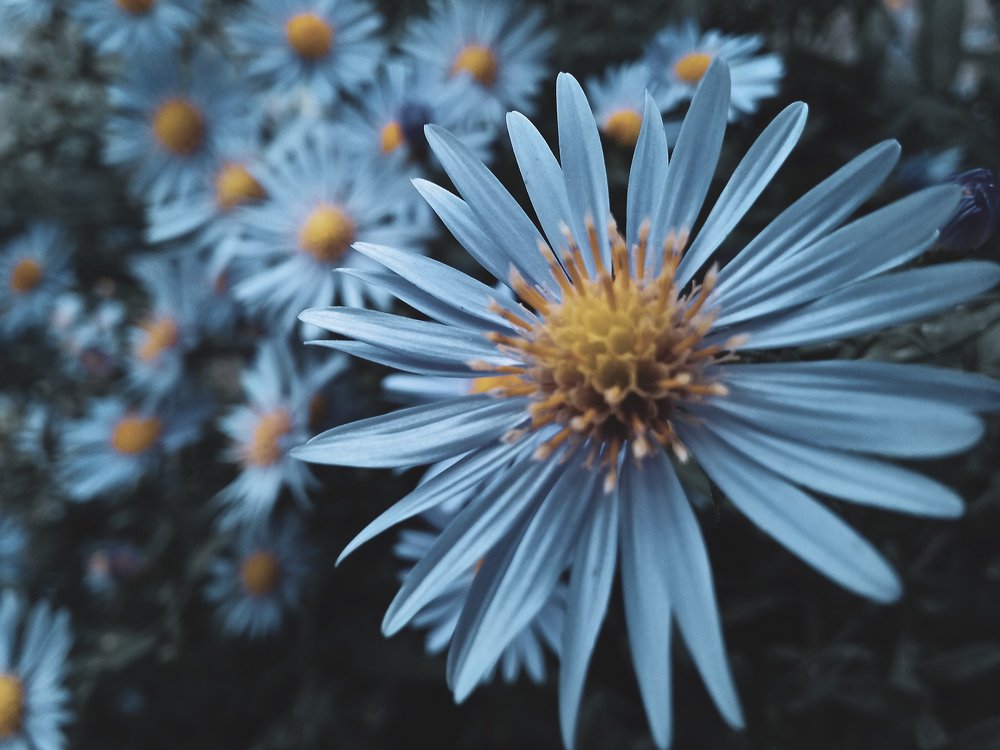 Цветок около дома