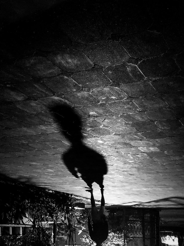 Unpredictable shadows