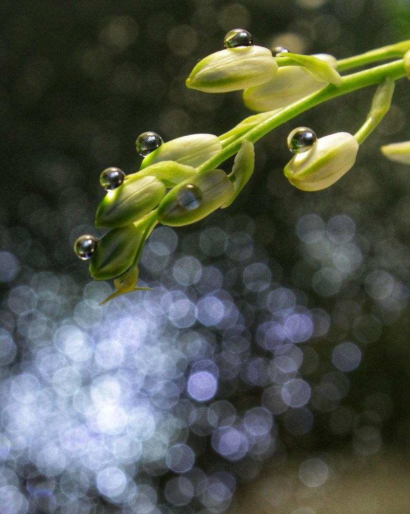 Photograph by Светлана Шибаршина