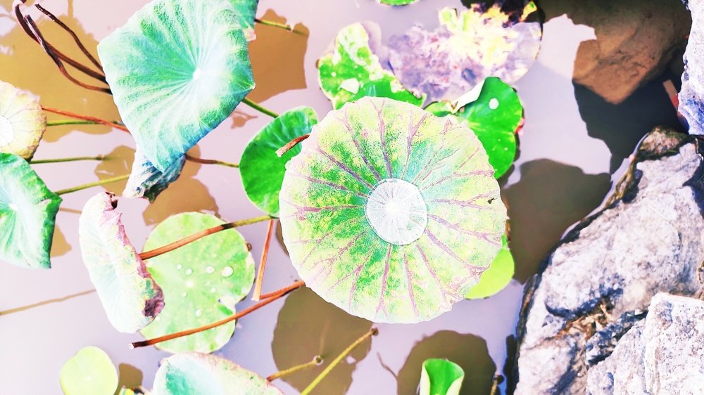 Photograph by Jonathan Valdez