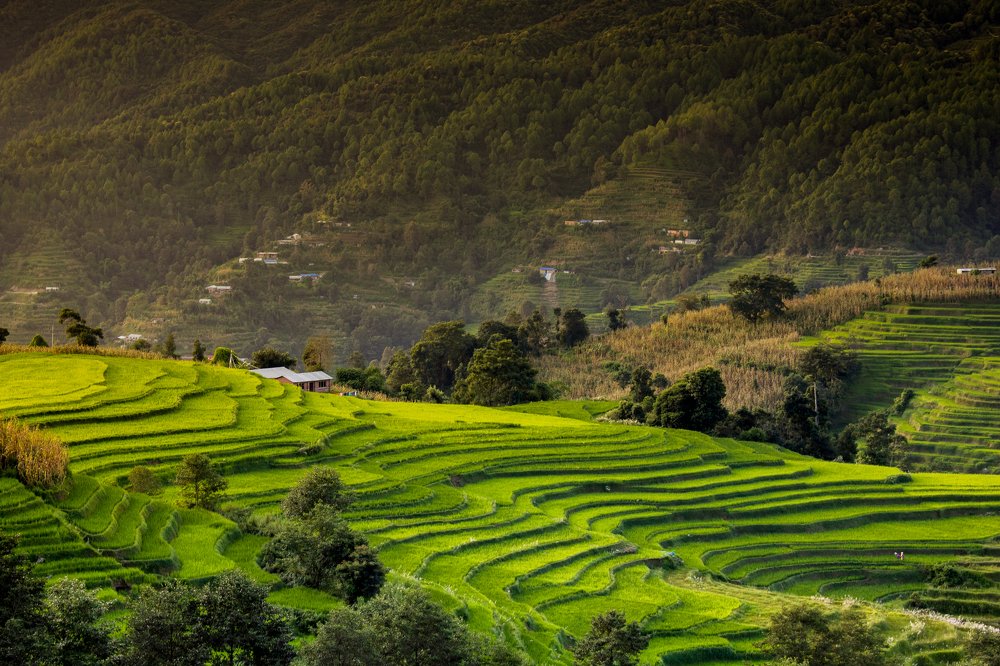 Terrace farming