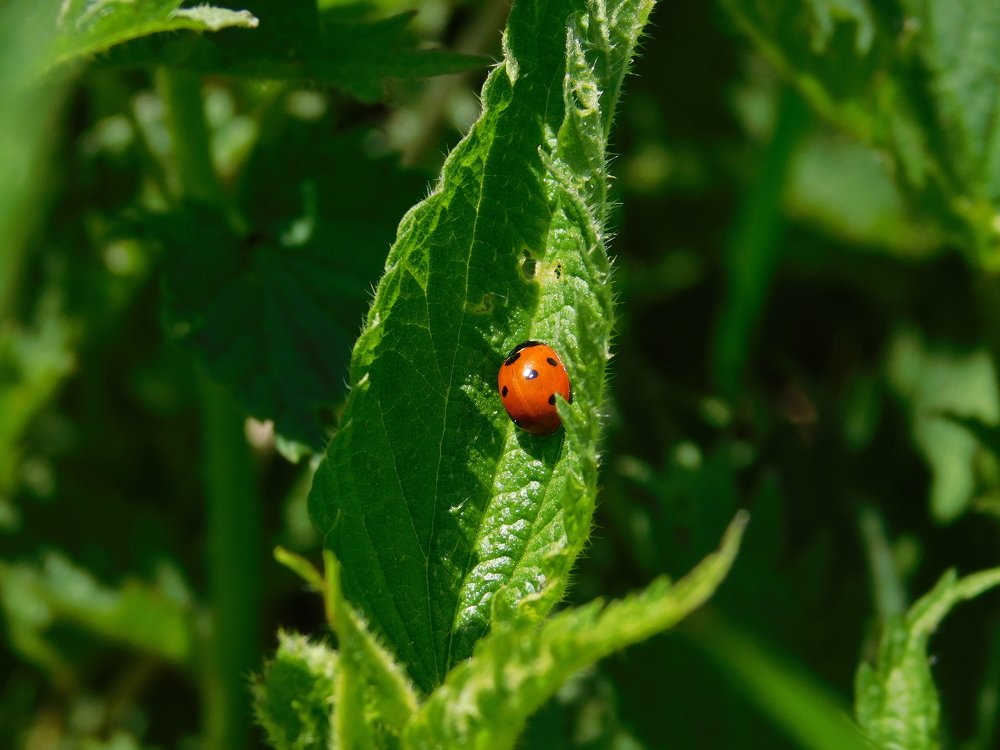 Photograph by Чкареули Светлана