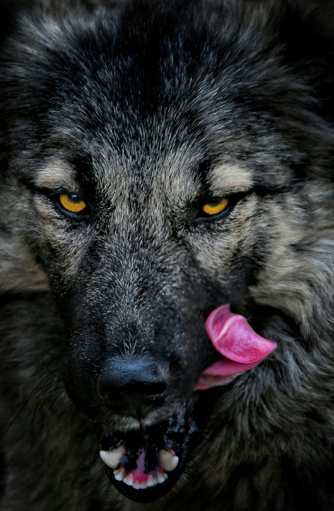 Photograph by Adl Abdolahi