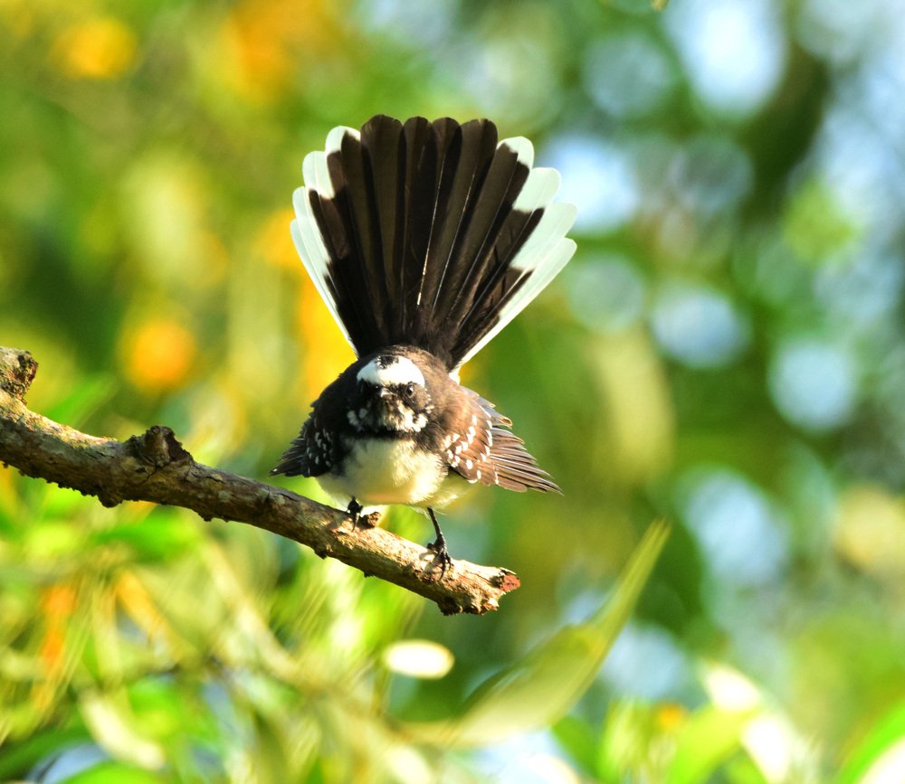 Photograph by Satish Nerlekar