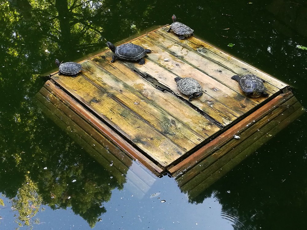 Отдых черепашек в зеленом пруду