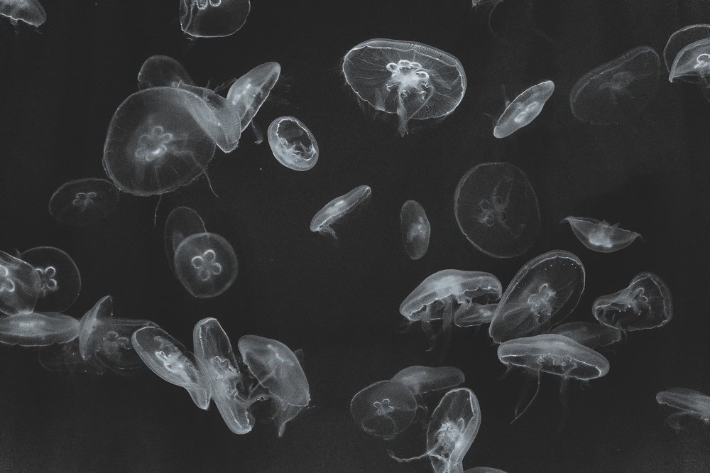 Photograph by Анна Авдеева
