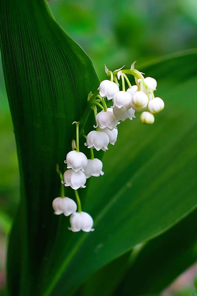 Photograph by Игорь Чеботарёв