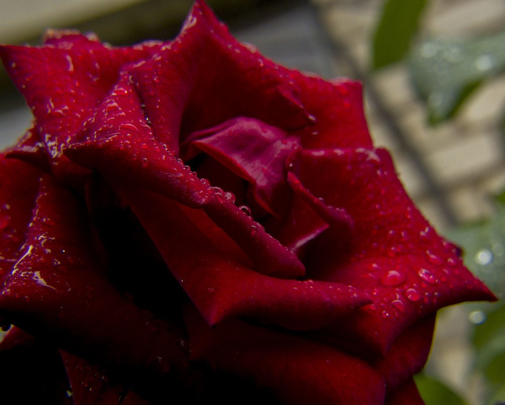 Autumn Rose with rain drops
