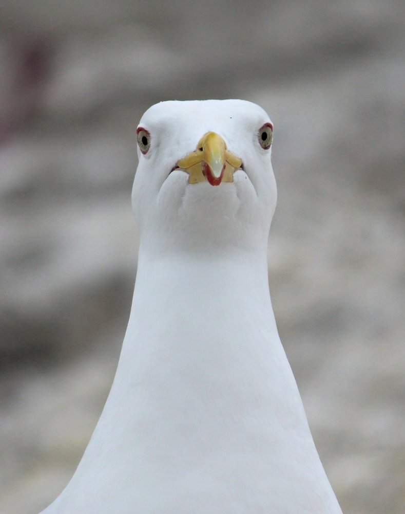 Photograph by Шулунова Стелла