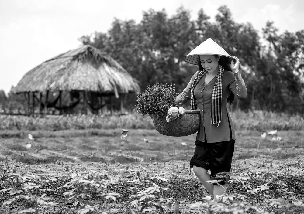 Thiếu nữ trên cánh đồng rau