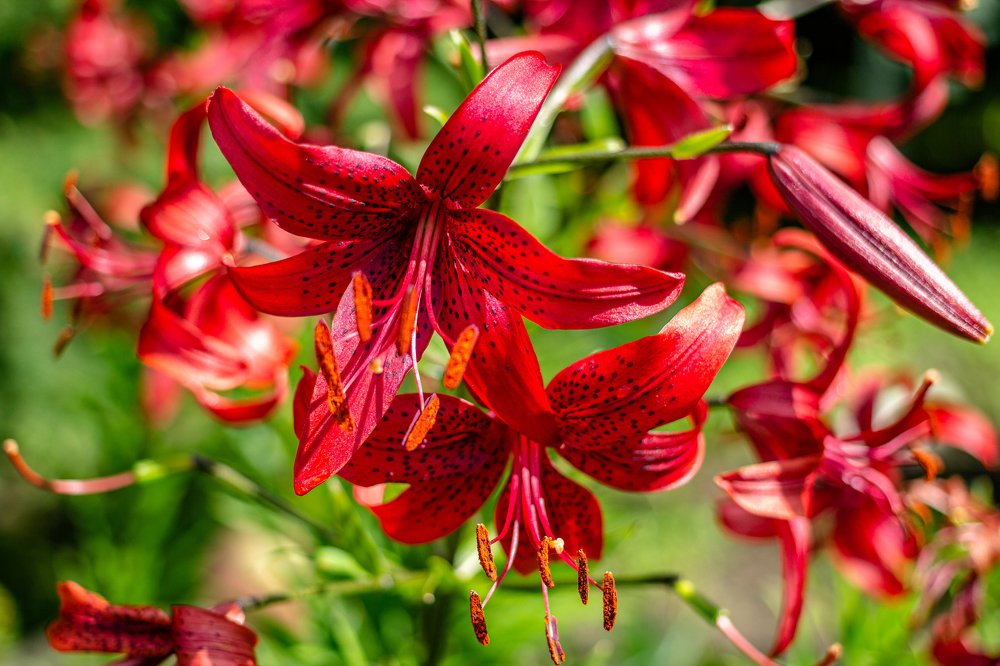 Photograph by Виталий Са