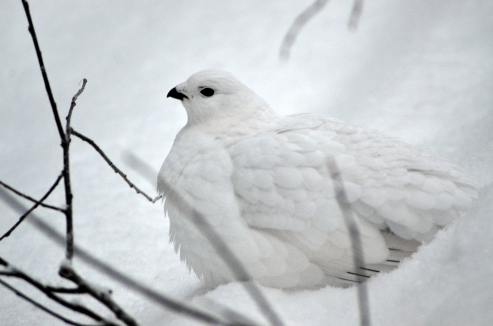Photograph by Ирина Алексеевна Дудаль-Вологодская