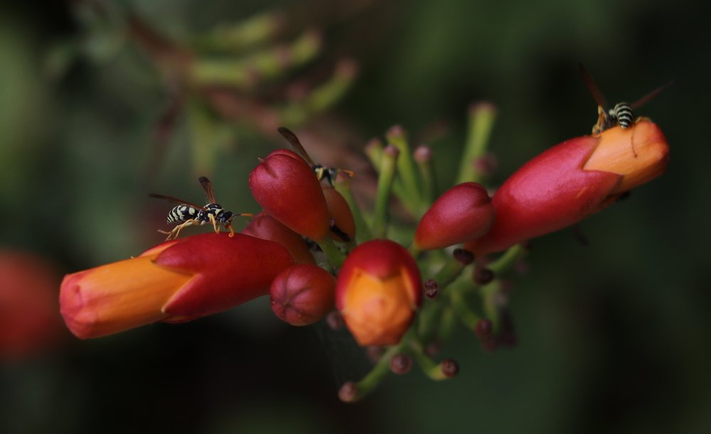 Photograph by Ramiz Aslanov