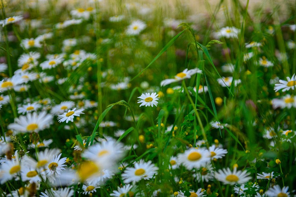 Photograph by Schewzow Lana