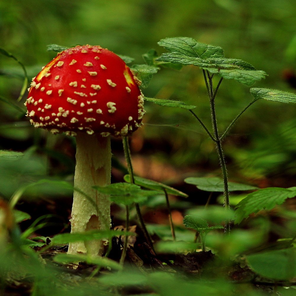 Фотография автора Геннадий Титов