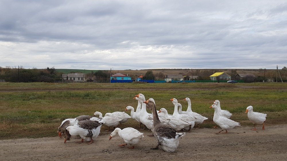 Жили у бабуси...