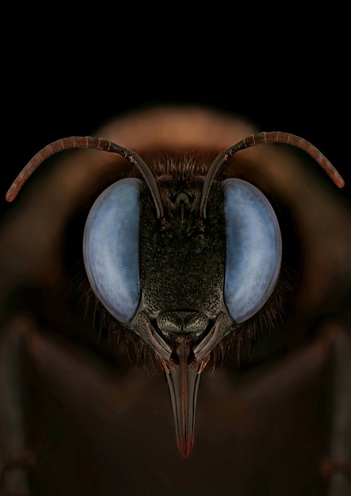 Bee Xylocopa violacea