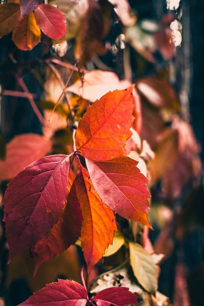 Photograph by Светлана Ветрова