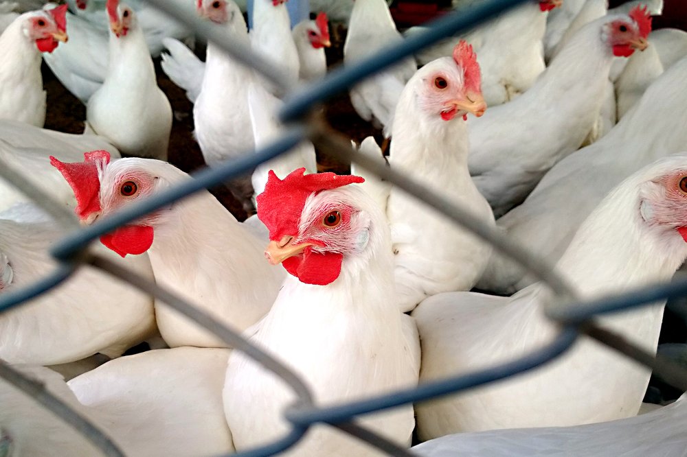 Photograph by Deepanjan Bhattacharya