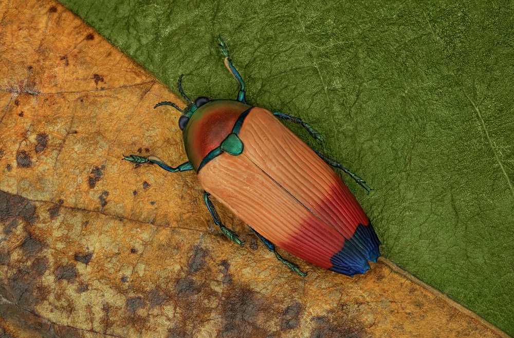 Beetle metaxymorpha apicalis