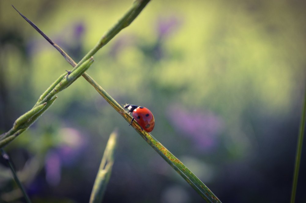 Photograph by Ольга Сизонюк