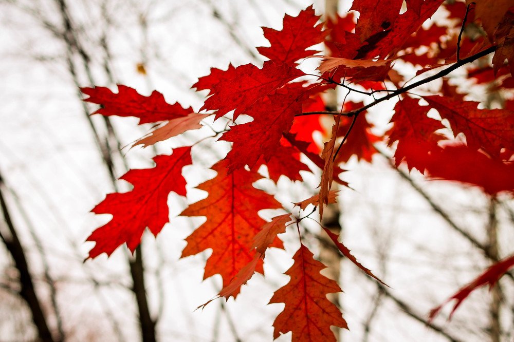 Photograph by Ольга Ермакова