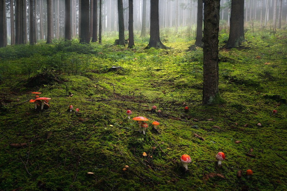 Фотография автора Adrian Misiak