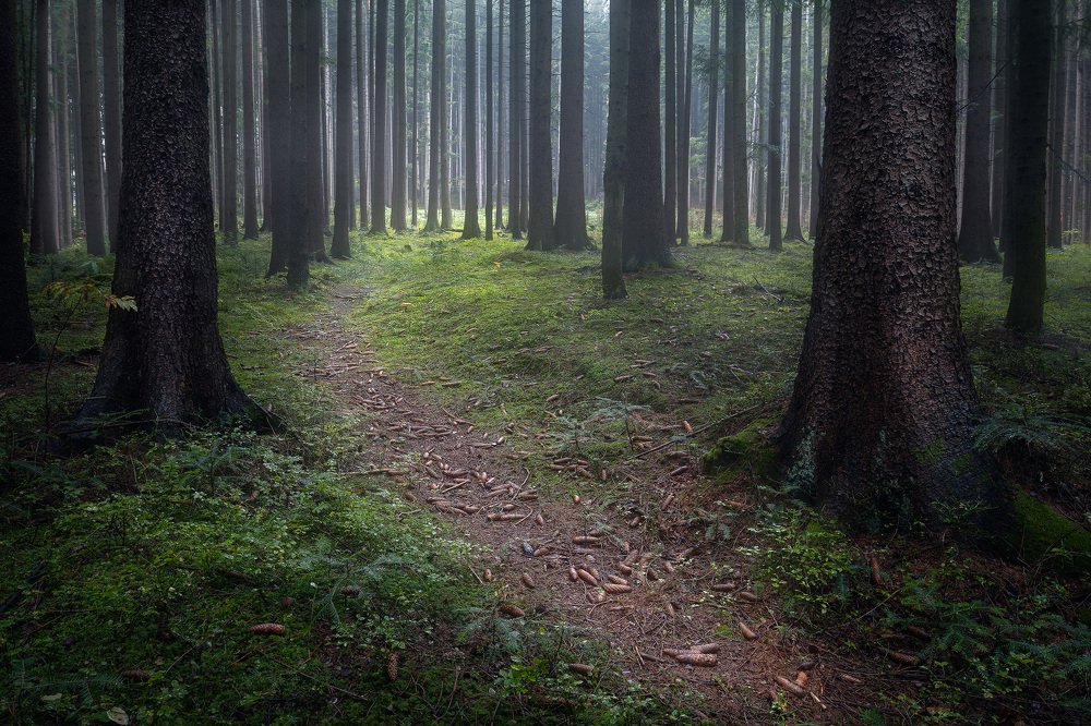 Фотография автора Adrian Misiak