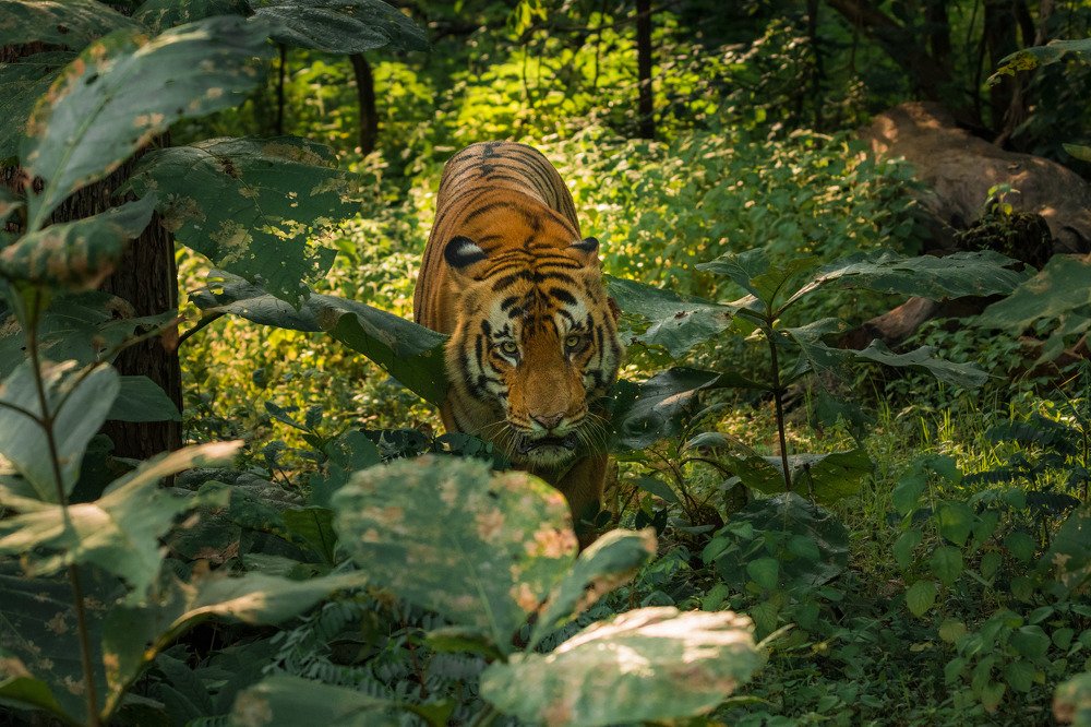 The King and his magical kingdom!