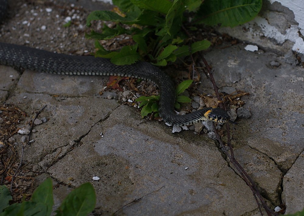 Photograph by vladimir