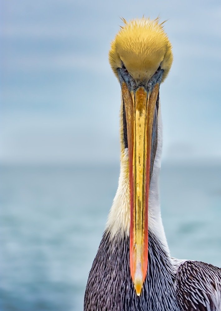 Peruvian Pelican