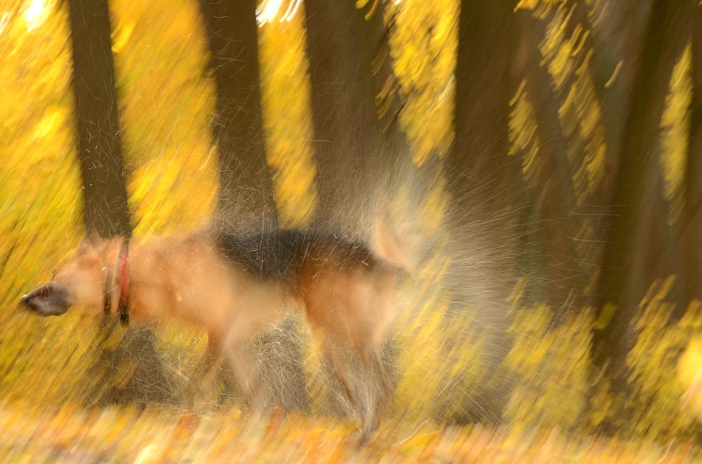 Фотография автора Елена