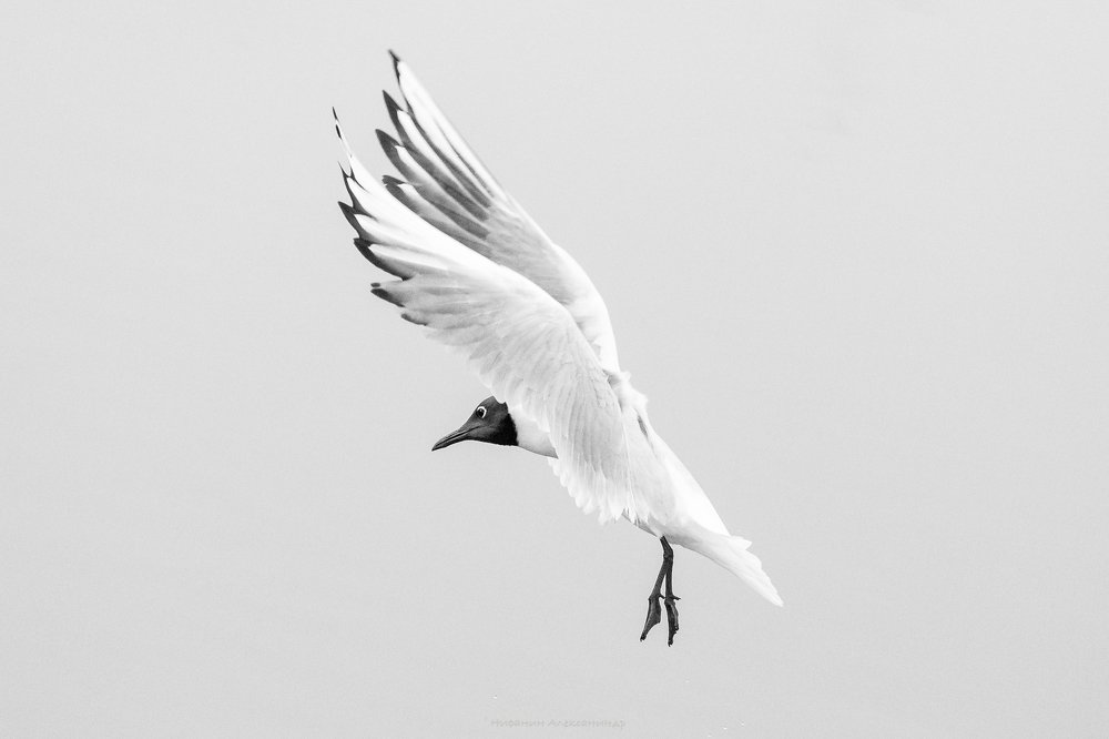 Photograph by Александр Нифанин