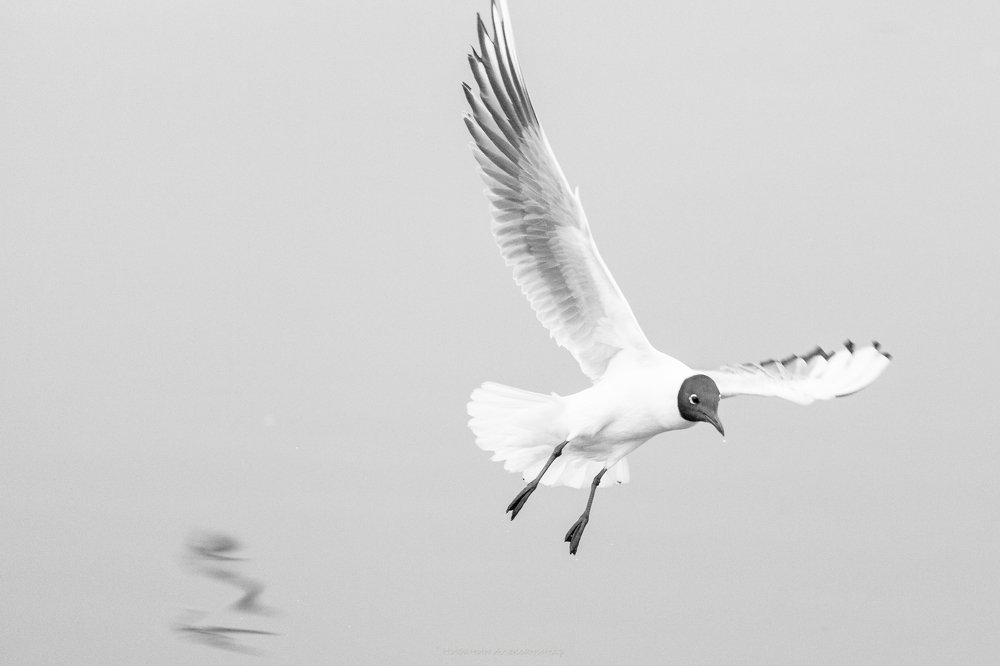 Photograph by Александр Нифанин