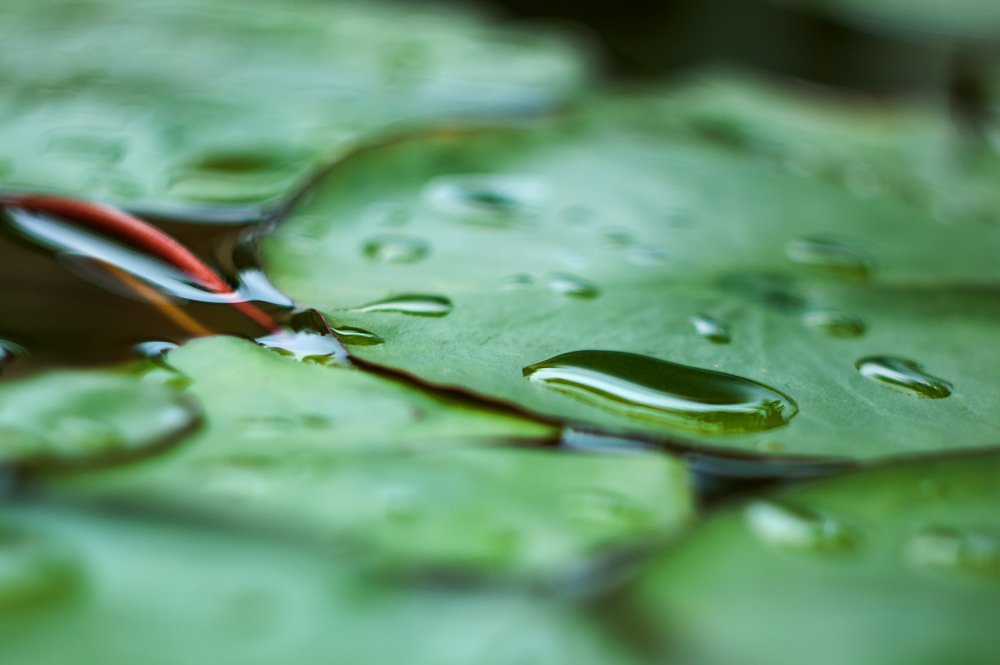 Photograph by Alena Sabro