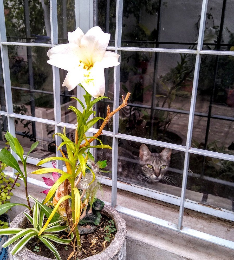 Photograph by Sandra Verónica Bertorello