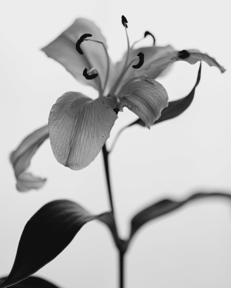 Последний день лилии.