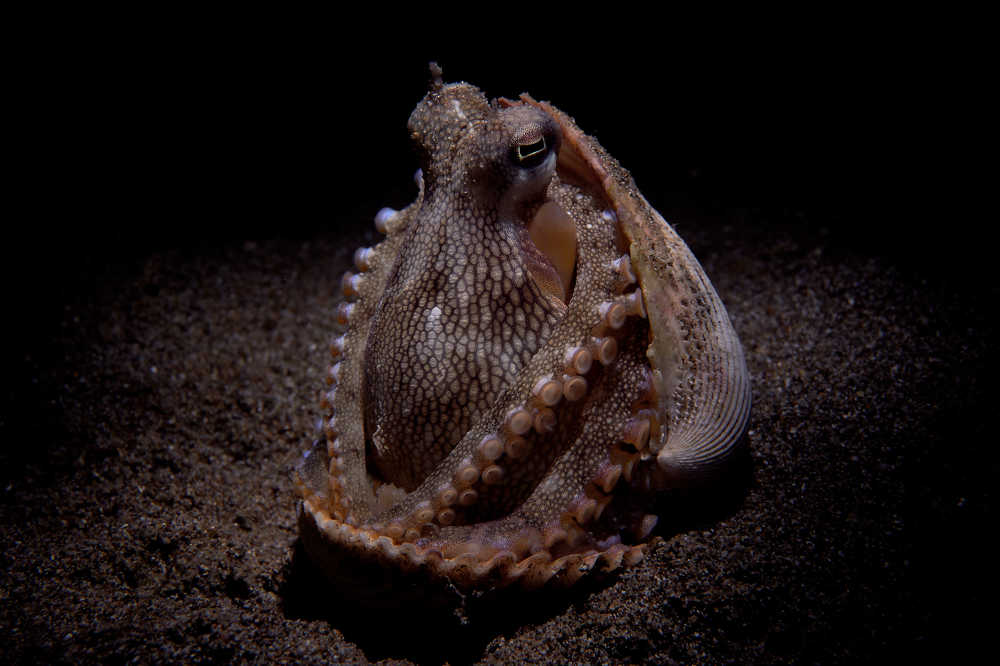 Cосоnut octopus.