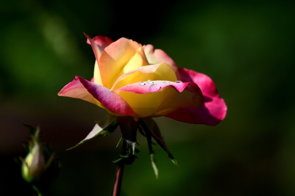 Фотография автора Альбина Хвастунова