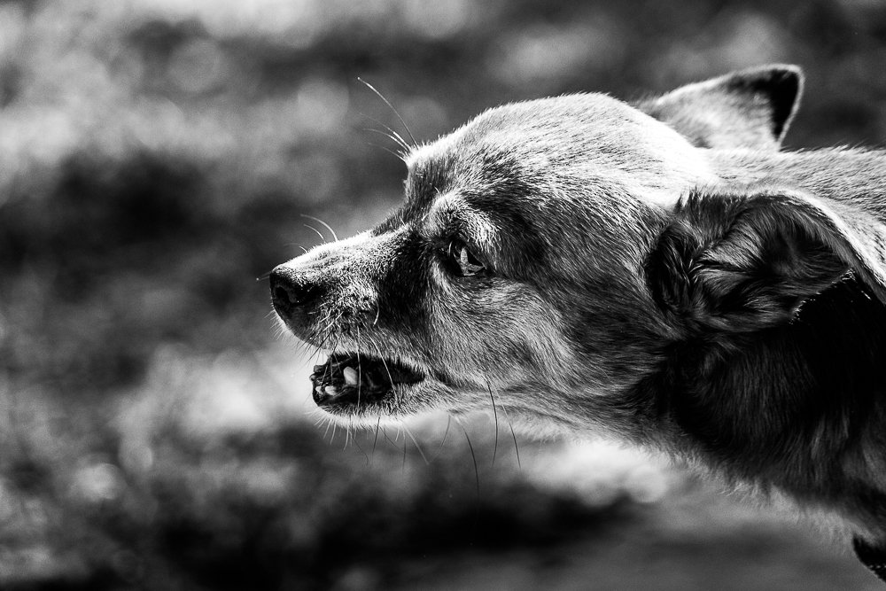 Photograph by Giancarlo Cornoló