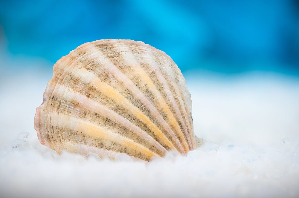 seashell