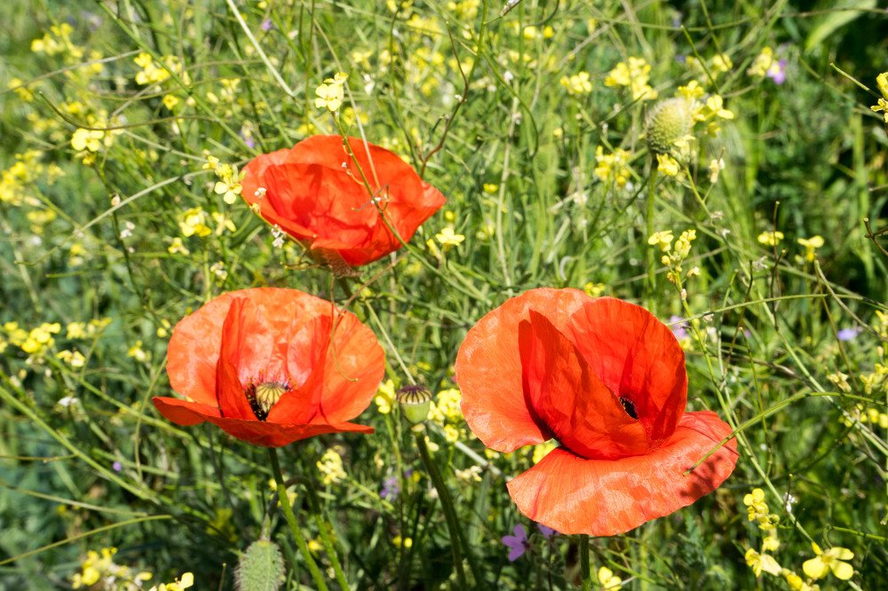 Photograph by mikhail goryachev