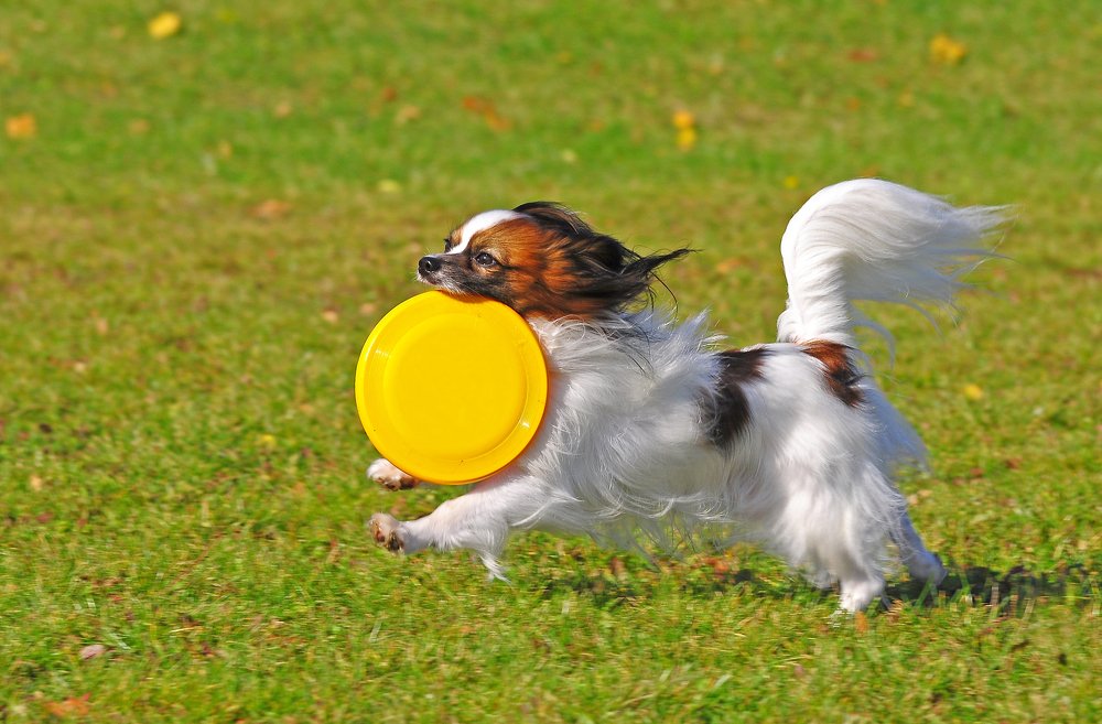 Фотография автора Антип