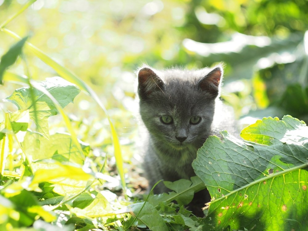 Какое всё зелёное!!