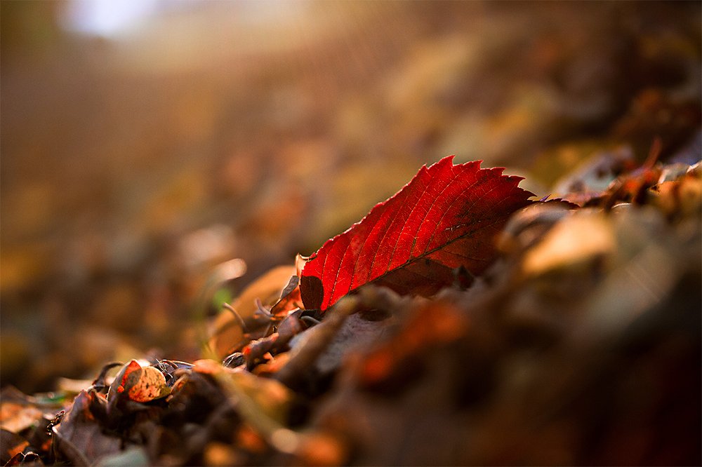 Photograph by Александра Печёнкина
