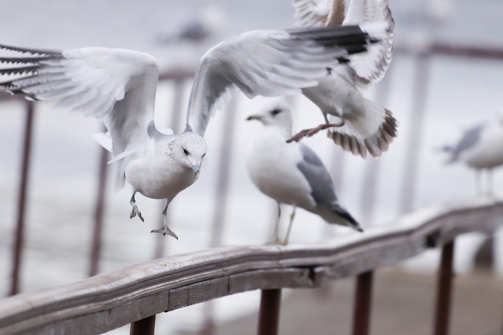 Белый танец