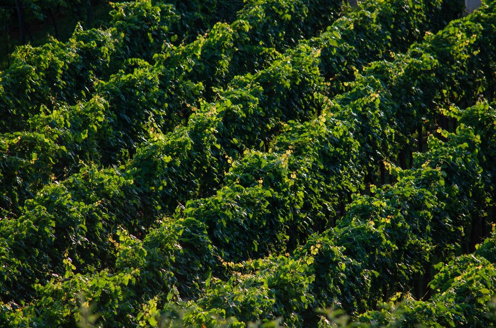 Photograph by Олег Смирнов